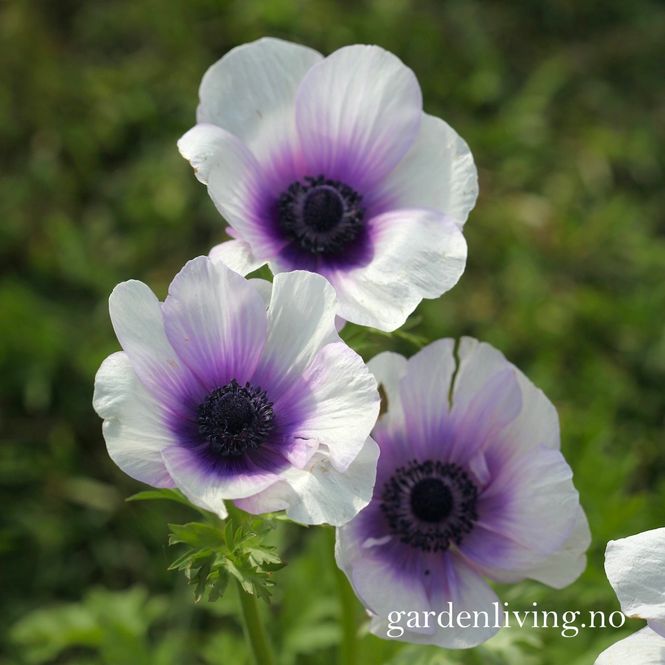 Hovedbilde Kronsymre 'Mistral Plus Bicolour Viola' - Anemone ...