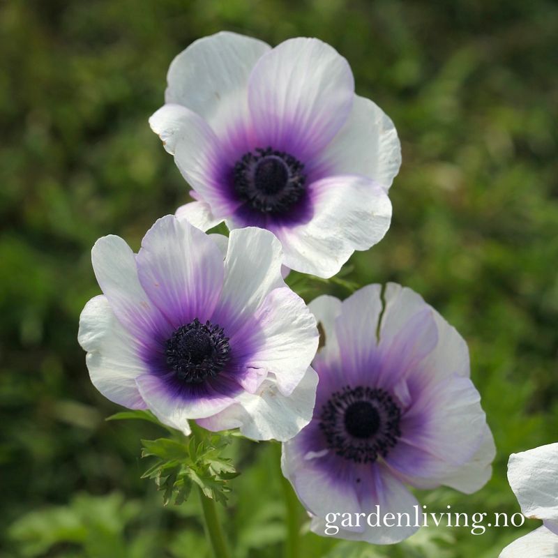 Kronsymre 'Mistral Plus Bicolour Viola' - Anemone coronaria, 10 