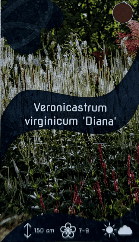 Kransveronika 'Diana' - Veronicastrum virginicum