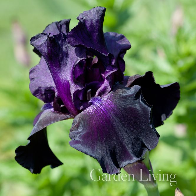 Hovedbilde Hageiris 'Swahili' - Iris germanica