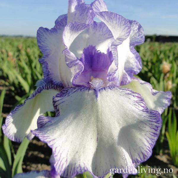 Bilde av Hageiris 'Bold Print' - Iris germanica - 1 stk