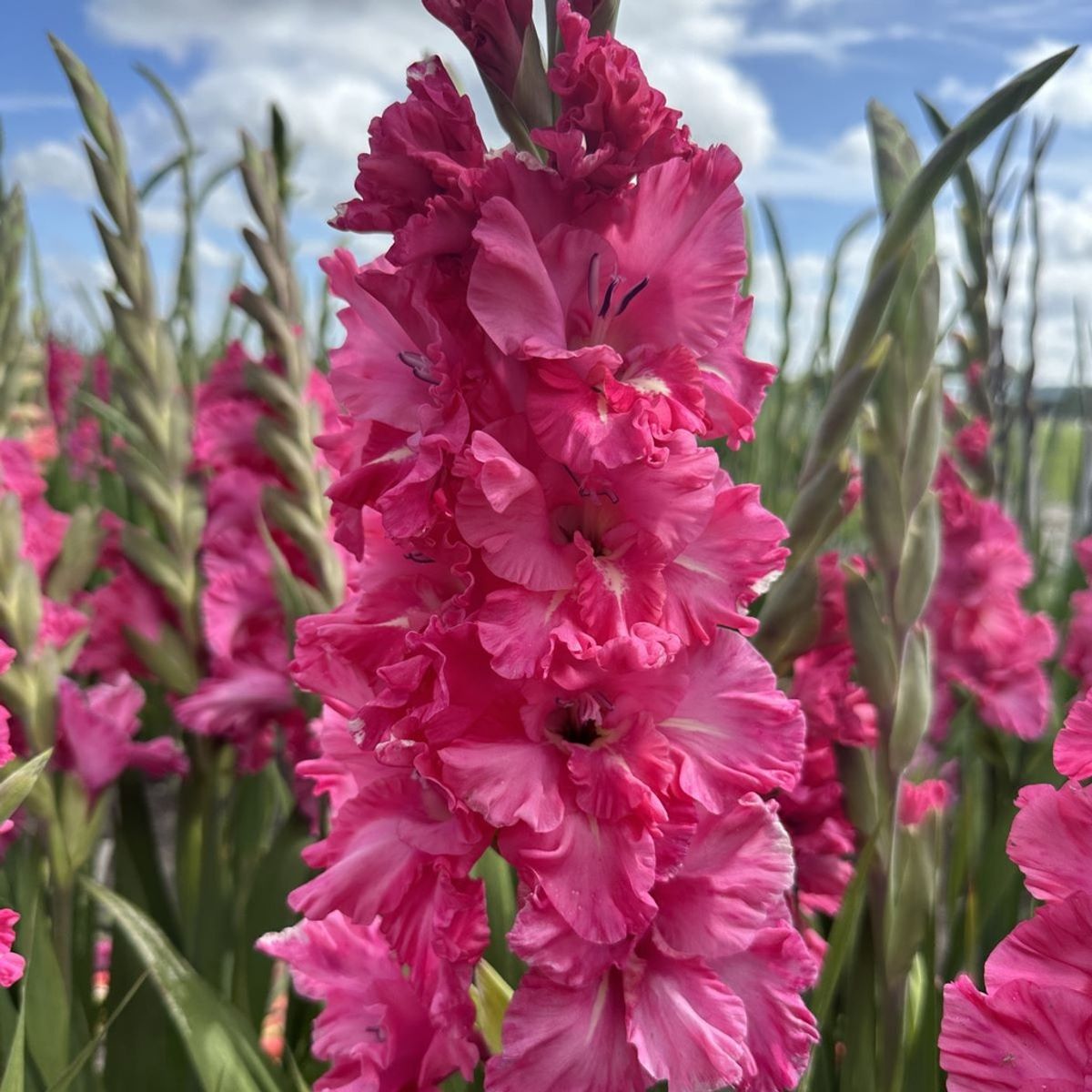 Gladiol 'Kingston Ruffle' - Gladiolus, 10 stk.
