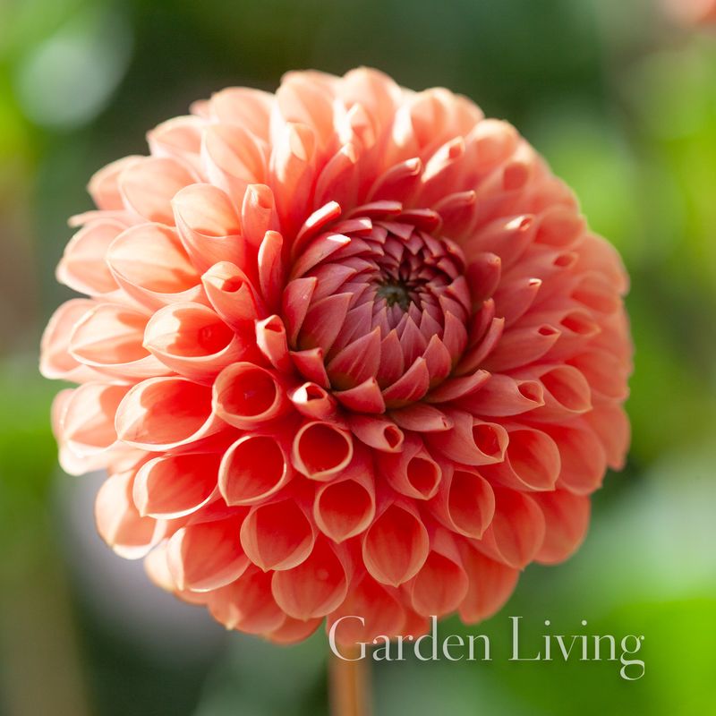 Georgine 'Cornel Brons' - Dahlia x cultorum, 1 stk.