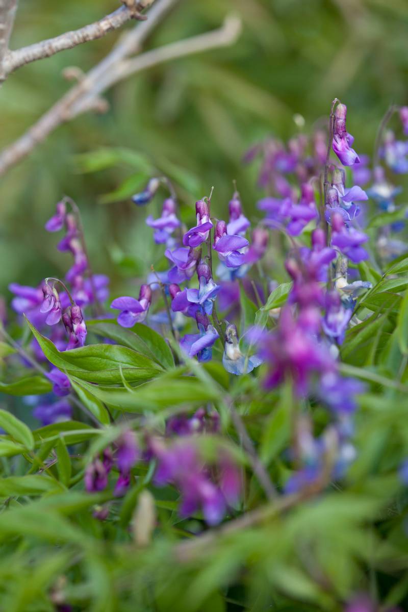 Vårskolm / vårerteknapp - Lathyrus vernus