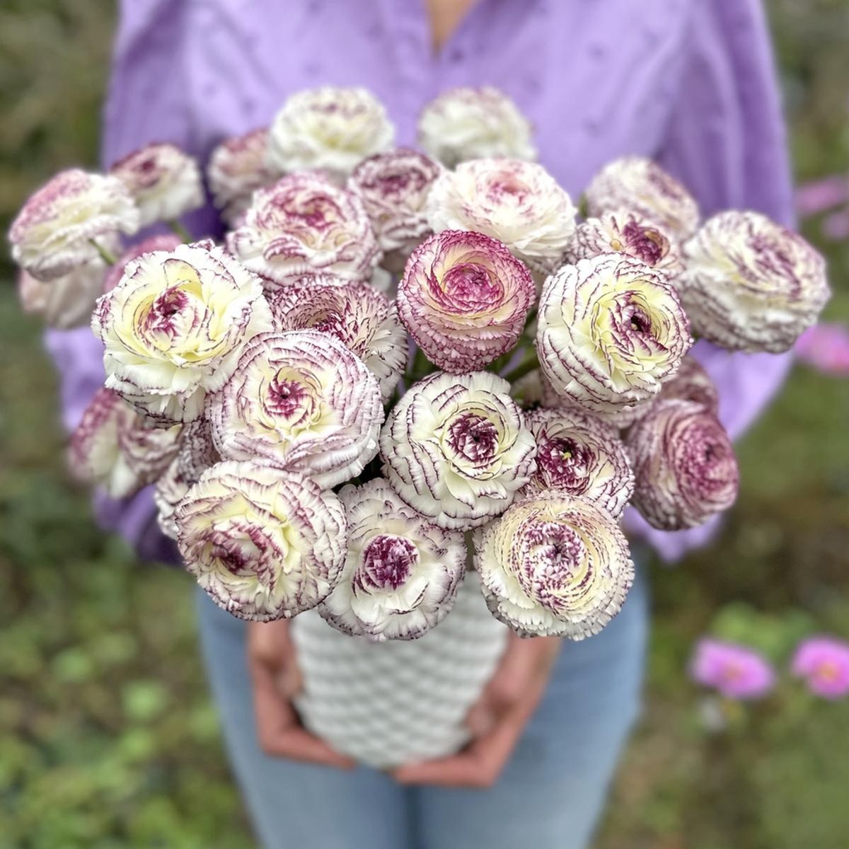 Ranunkel 'Elegance® Bianco Striato' - Ranunculus, 7 stk.