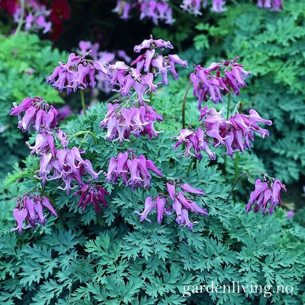 Hovedbilde Hjerte 'Candy hearts' - Dicentra