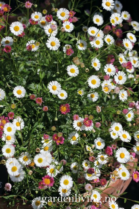 Sommerbakkestjerne 'Profusion' - Erigeron karvinskianus 