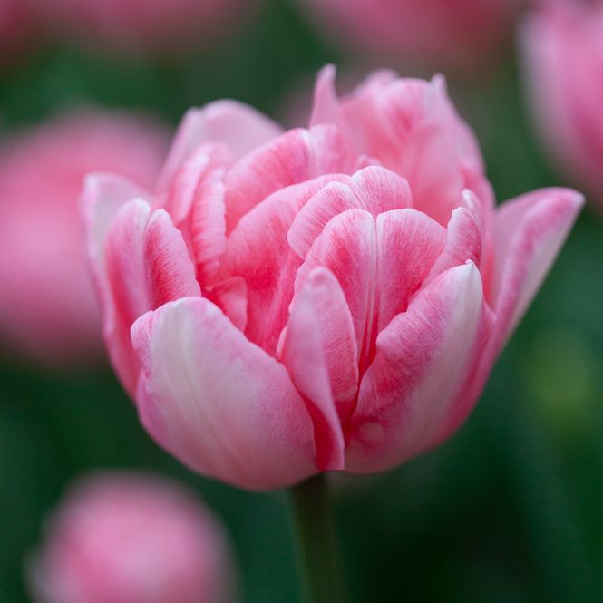 Hovedbilde Tulipan 'Foxtrot', sen dobbel - 8 stk