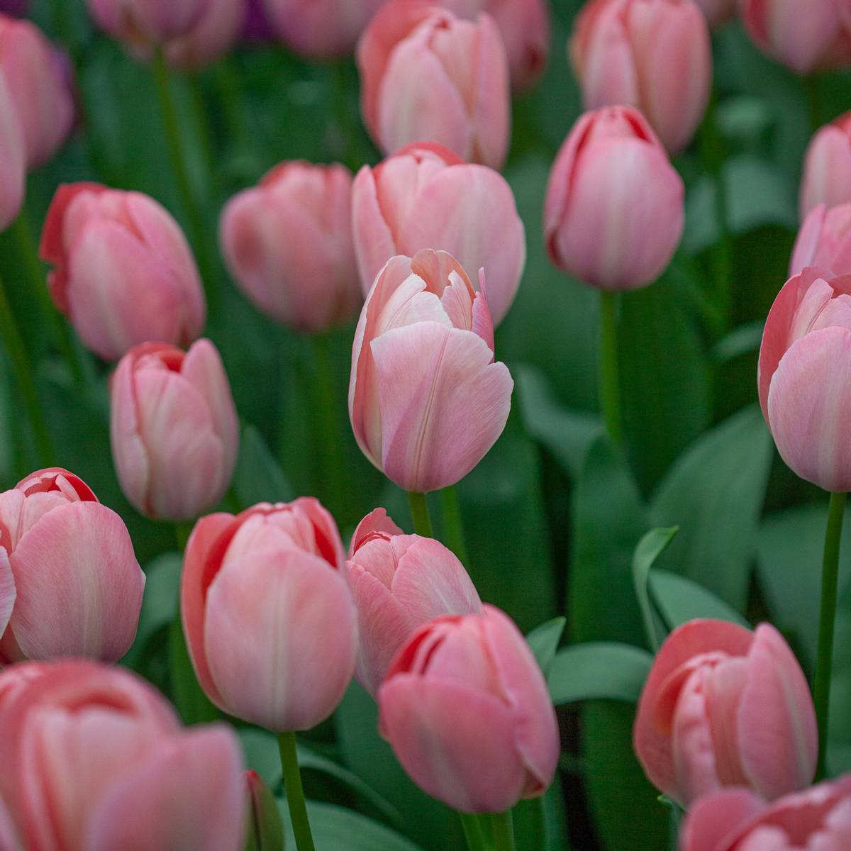 Tulipan 'Mystique Van Eijk', darwinhybrid - 10 stk
