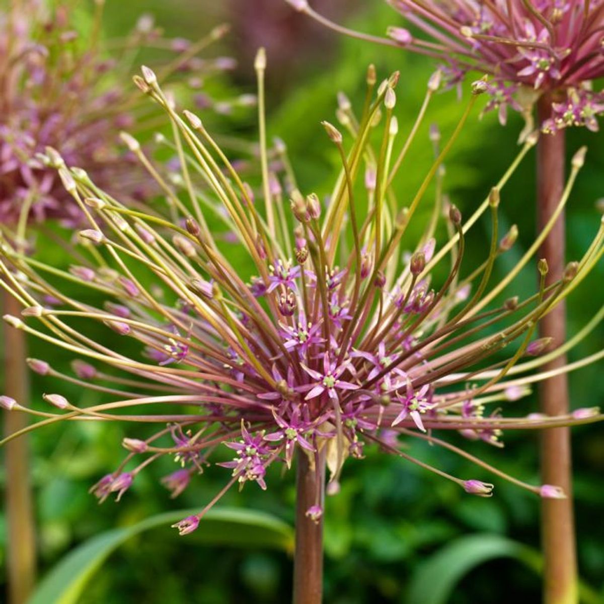 Markløperløk - Allium shubertii - 3 stk