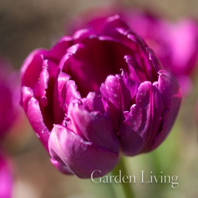 Hovedbilde Tulipan 'Royal Acres’, tidlig dobbel - 8 stk