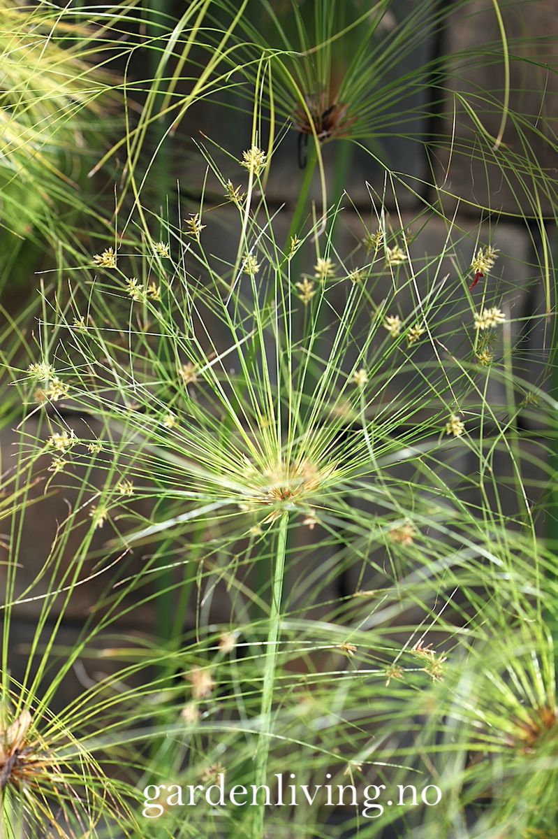 Papyrus - Cyperus papyrus