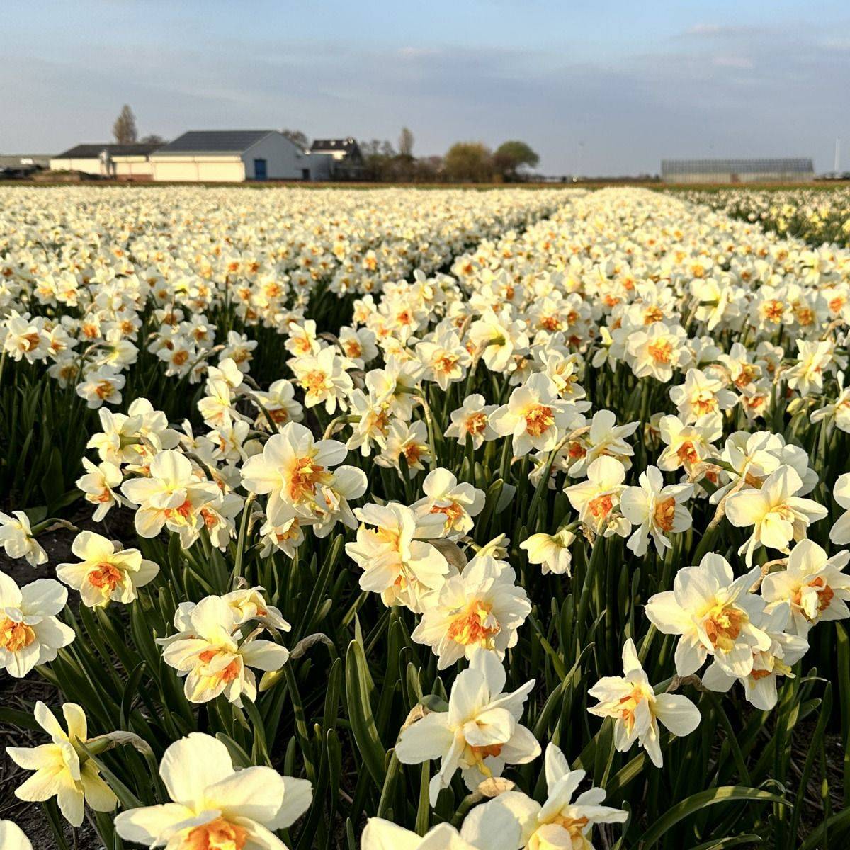 Påskelilje 'Flowerdrift’ - 10 stk