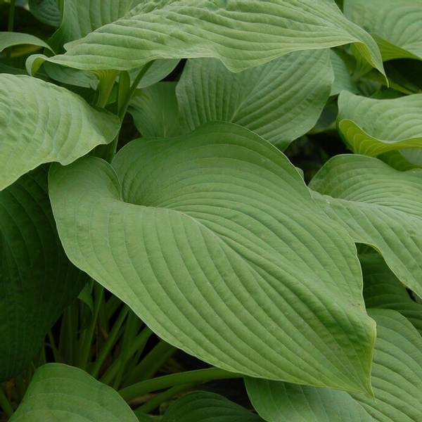 Bilde av Bladlilje 'T-Rex' - Hosta