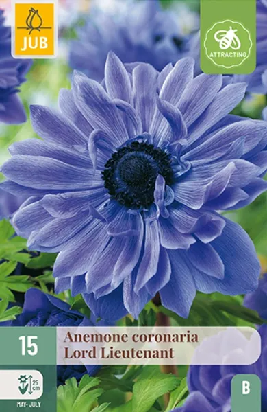 Hovedbilde Kronsymre 'Lord Lieutenant' - Anemone coronaria, 15 stk.