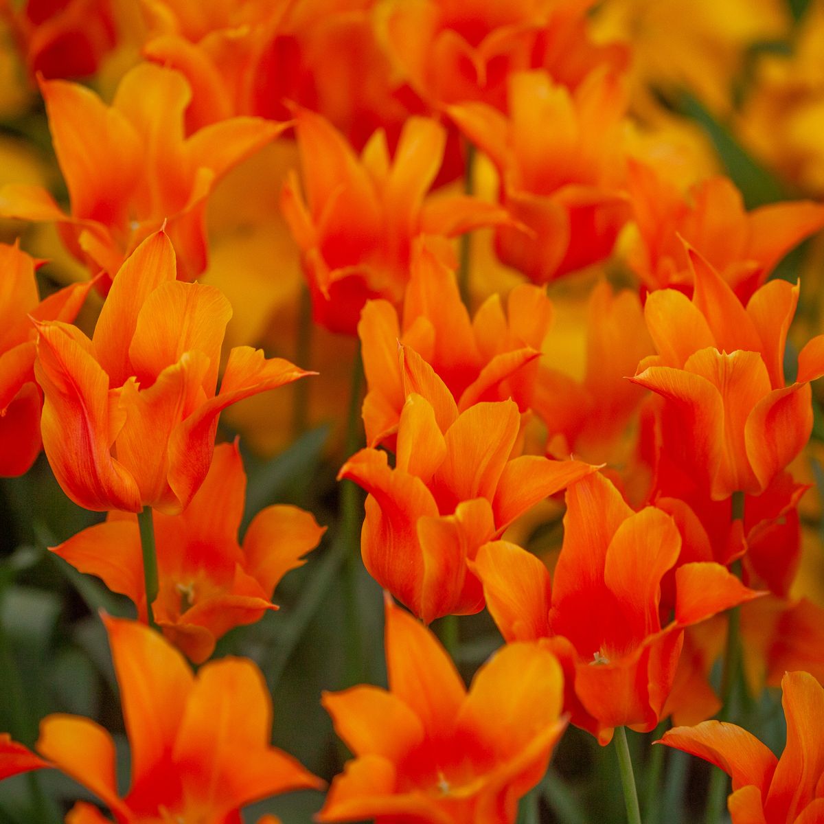 Tulipan 'Ballerina', liljeblomstrende - 7 stk