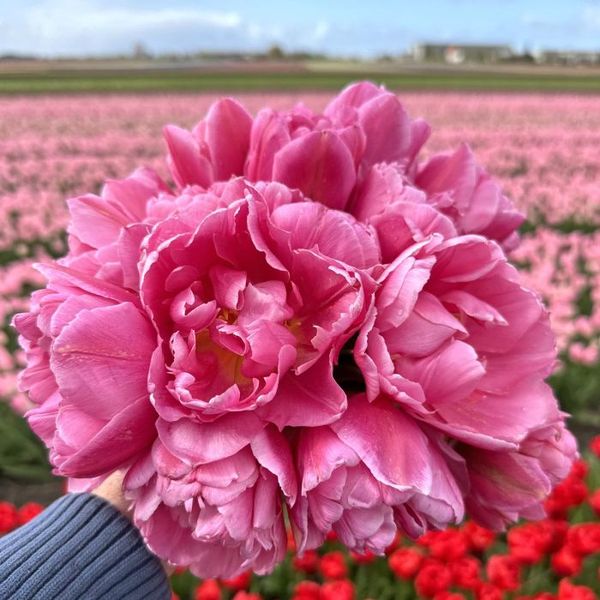 Hovedbilde Tulipan 'Mama Mia', tidlig dobbel - 10 stk