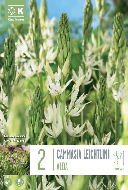 Bjørnestjerne 'Alba' - Camassia leichtlinii - 2 stk 