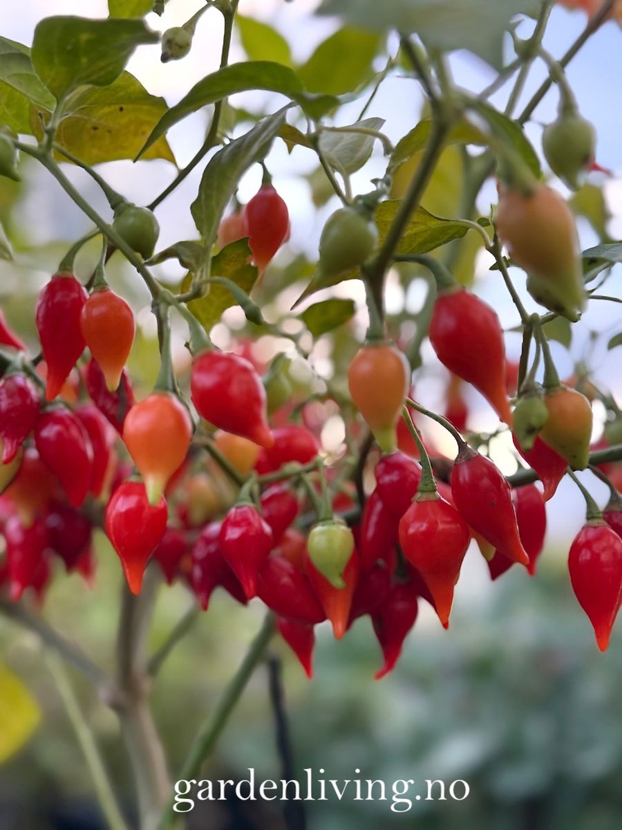 Chilipepper 'Biquinho Red' - Capsicum annuum