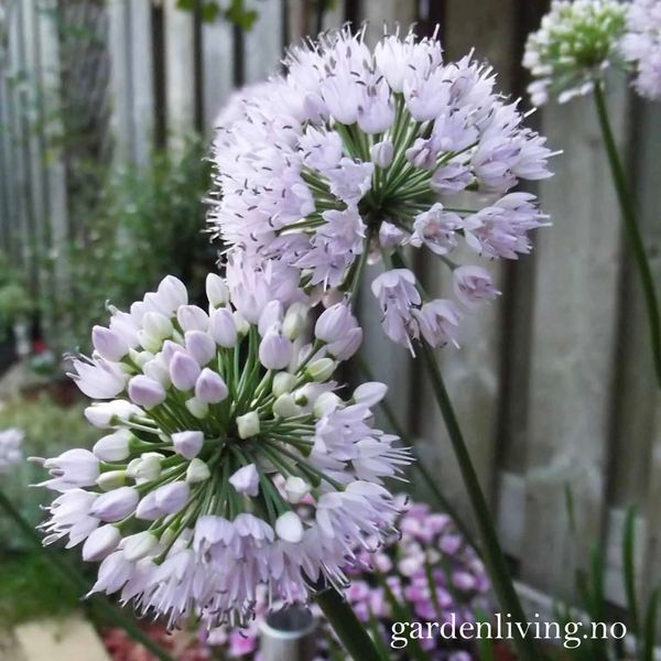 Hovedbilde Kantløk 'Summer Beauty' - Allium