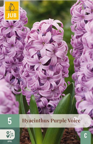 Hovedbilde Svibel 'Purple Voice' - Hyacinthus - 5 stk