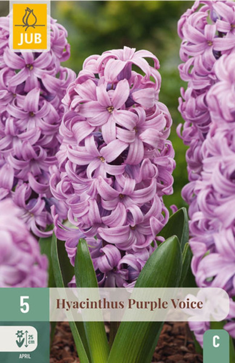 Svibel 'Purple Voice' - Hyacinthus - 5 stk