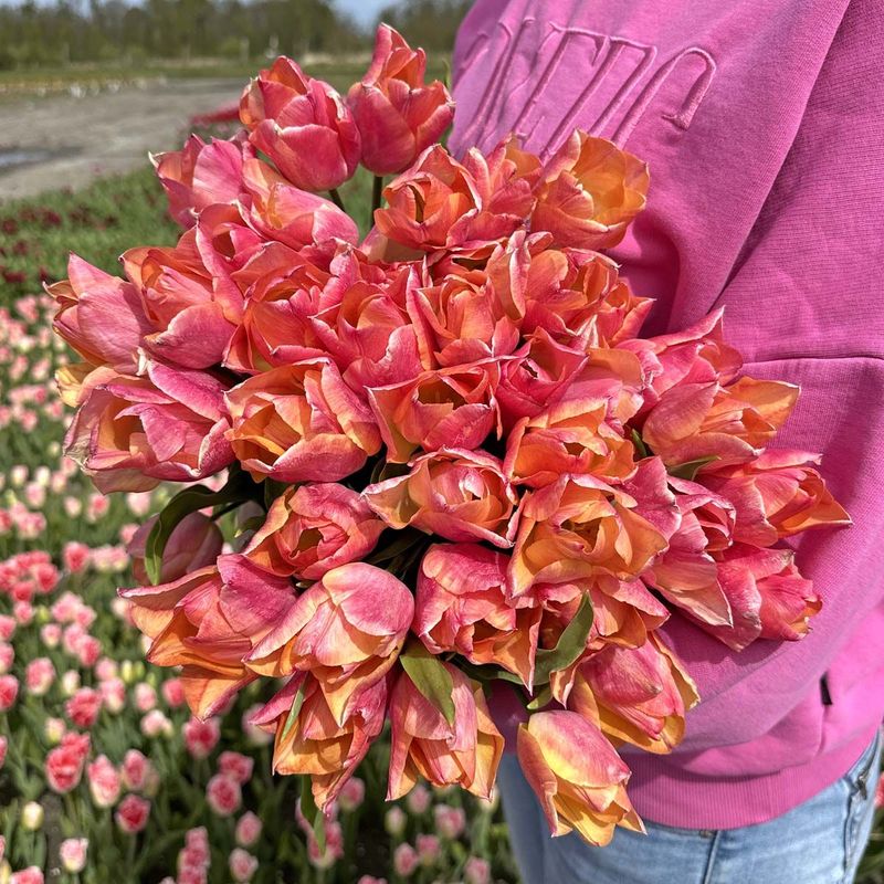 Tulipan 'Passio Sweet' - 10 stk