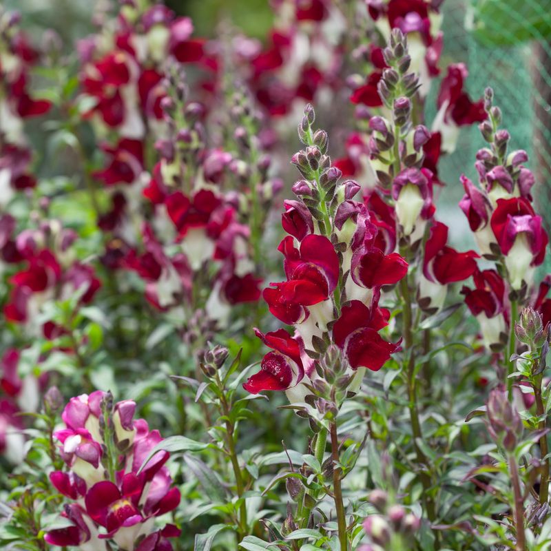 Løvemunn 'Night & Day' - Antirrhinum majus