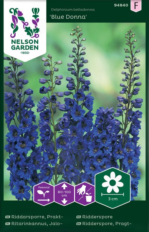 Ridderspore 'Blue Donna' - Delphinium belladonna