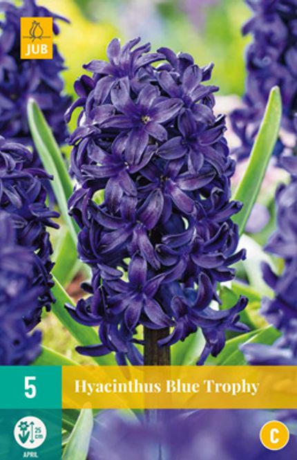 Hovedbilde Svibel 'Blue Trophy' - Hyacinthus - 5 stk