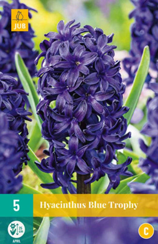Svibel 'Blue Trophy' - Hyacinthus - 5 stk