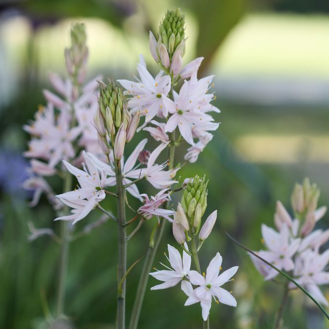 Hovedbilde Bjørnestjerne 'Sweet Candle' - Camassia leic. - 1 stk 