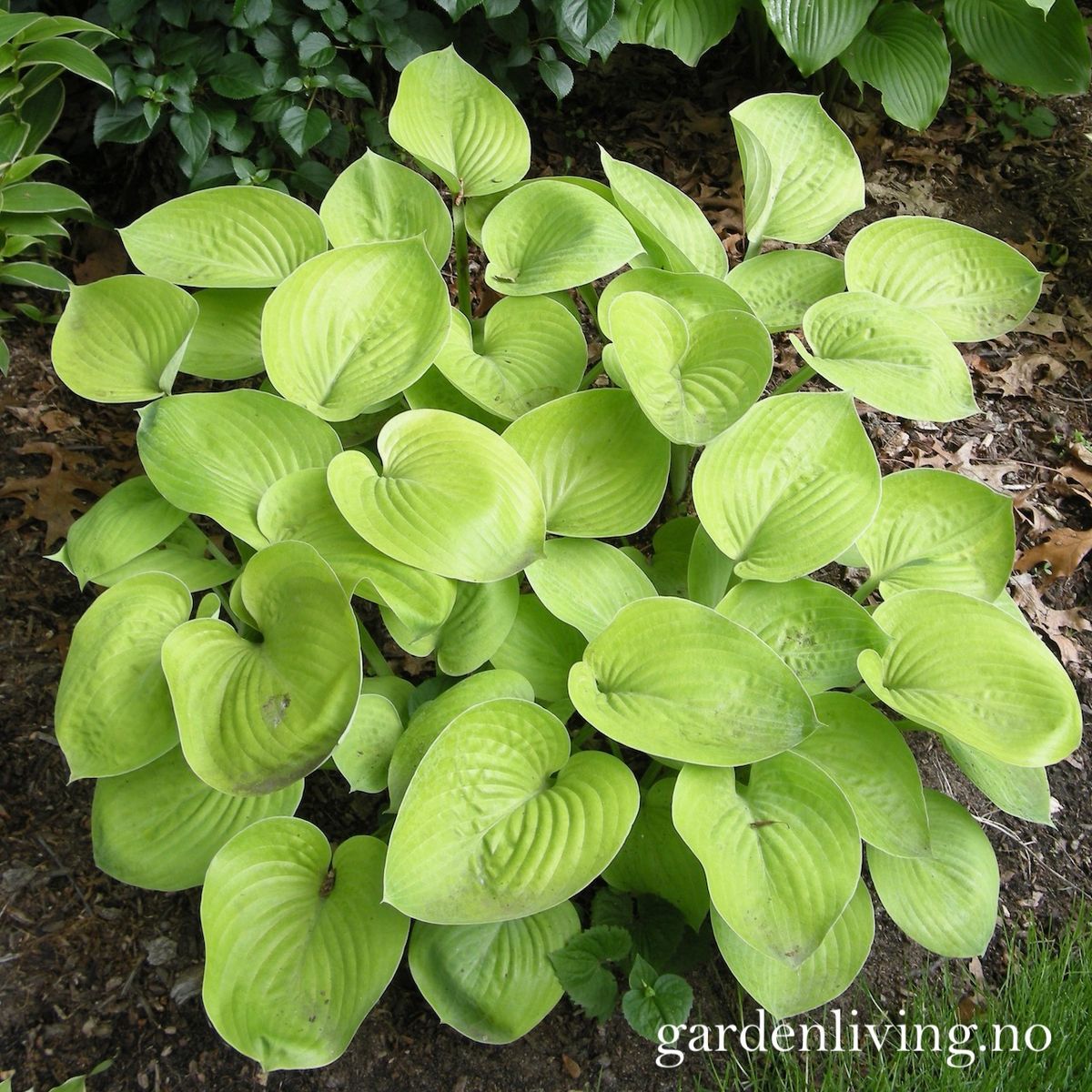 Bladlilje 'Glad Tidings' - Hosta