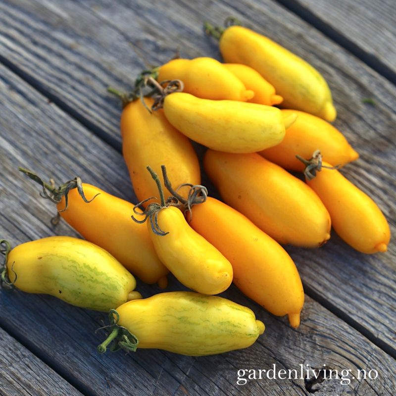 Drivhustomat 'Banana Legs' - Lycopersicon lycopersicum
