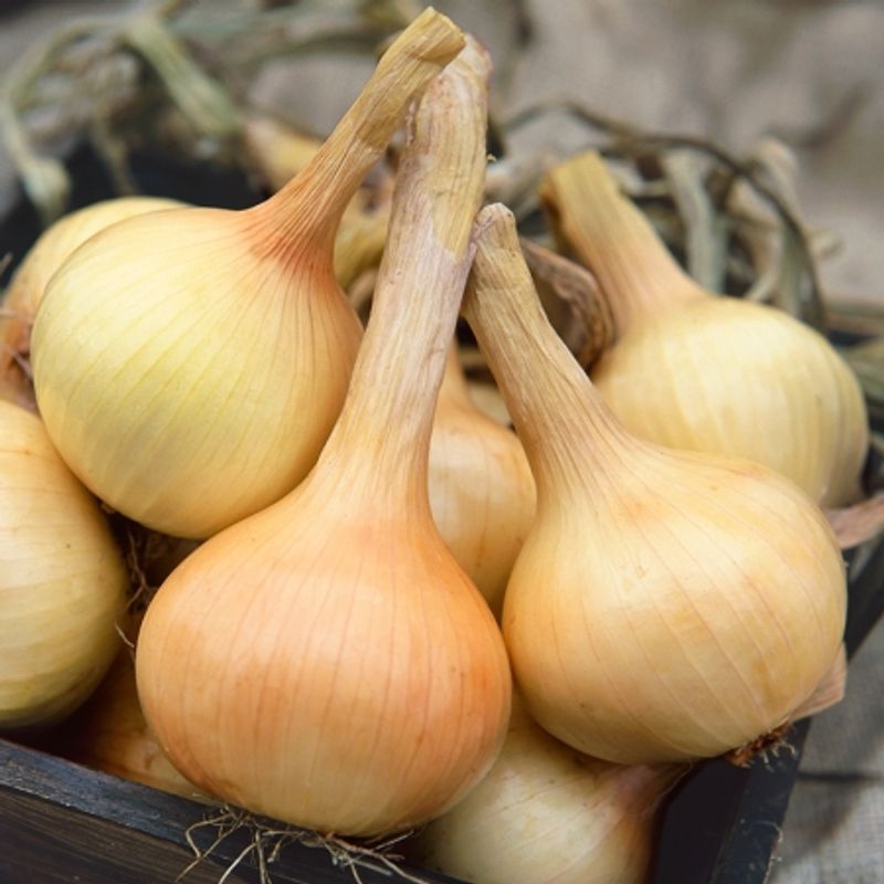 Kepaløk 'Walla Walla' - Allium cepa