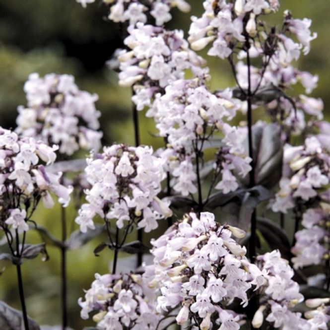 Hovedbilde Rørblomst 'Mystica' - Penstemon digitalis