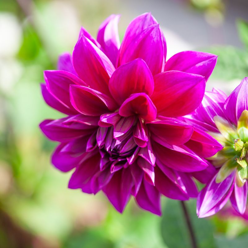 Georgine 'Thomas A. Edison' - Dahlia x cultorum, 1 stk.