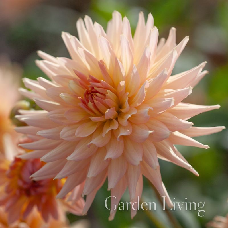 Georgine 'Preference' - Dahlia x cultorum, 1 stk.