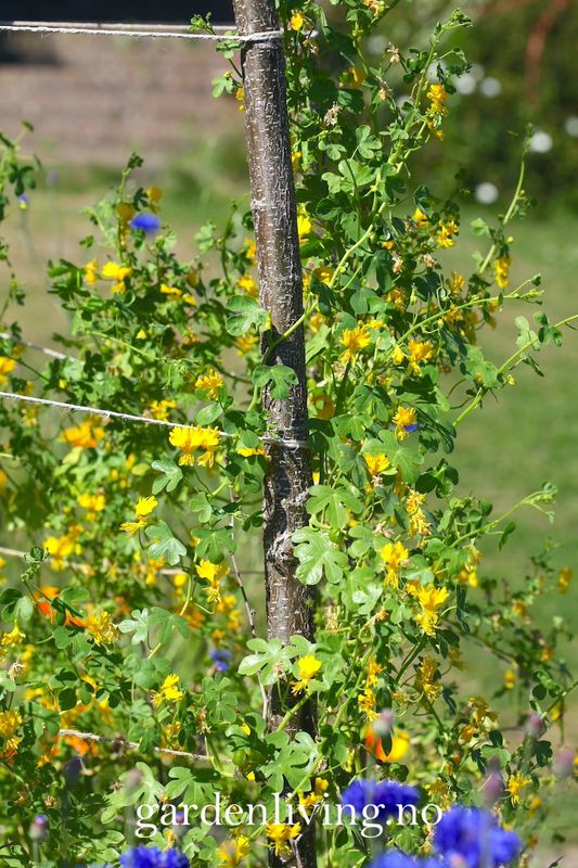 Kanariblomkarse - Tropaeolum peregrinum