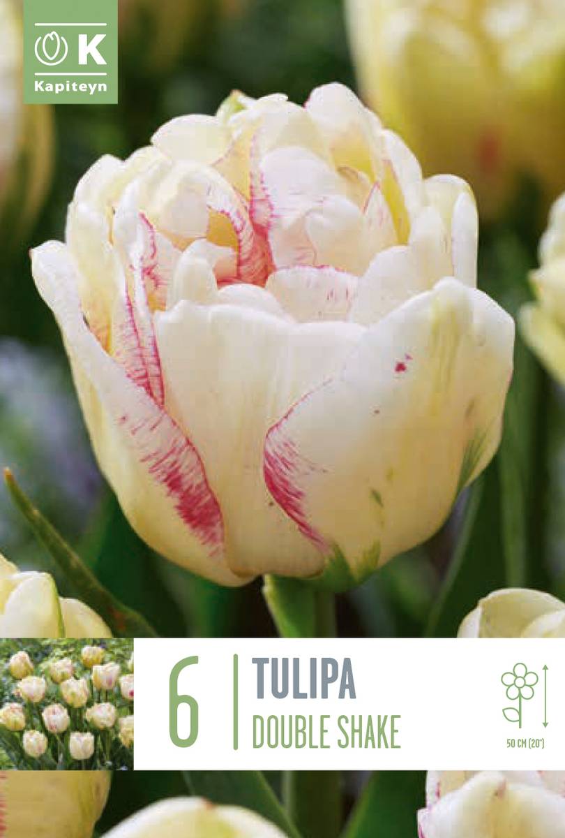 Tulipan 'Double Shake', sen dobbel - 6 stk