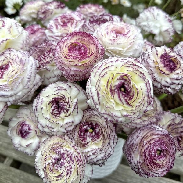 Hovedbilde Ranunkel 'Elegance® Bianco Striato' - Ranunculus, 7 stk.