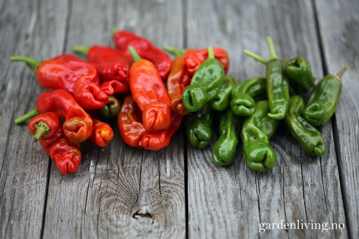 Chilipepper 'Peter Pepper Red'/'Penis Chili'- Capsicum annuum