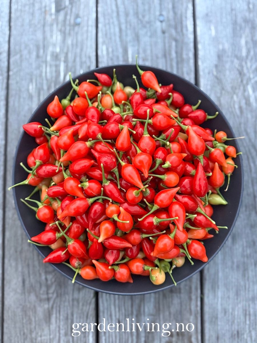 Chilipepper 'Biquinho Red' - Capsicum annuum