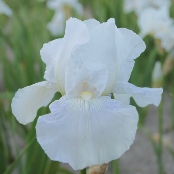 Hovedbilde Hageiris 'White Knight' - Iris germanica