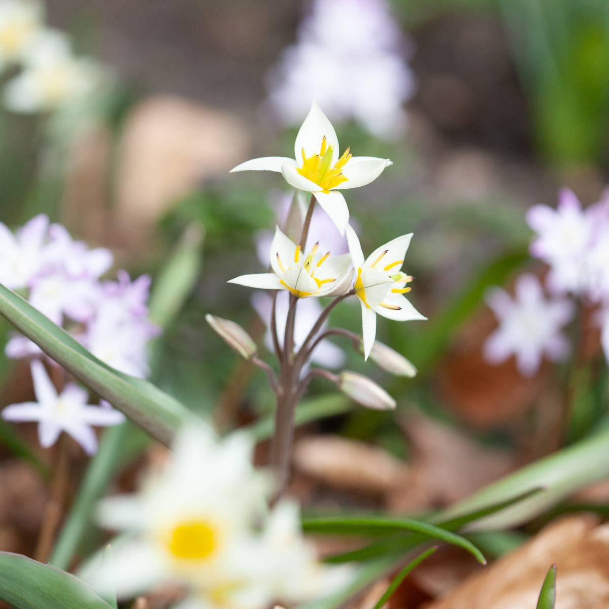 Turkestantulipan - Tulipa turkestanica - 10 stk