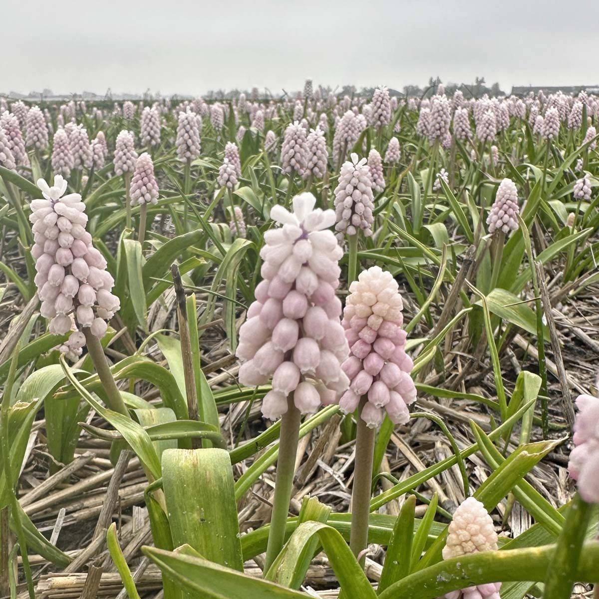 Perleblomst 'Pink Sunrise' - 10 stk