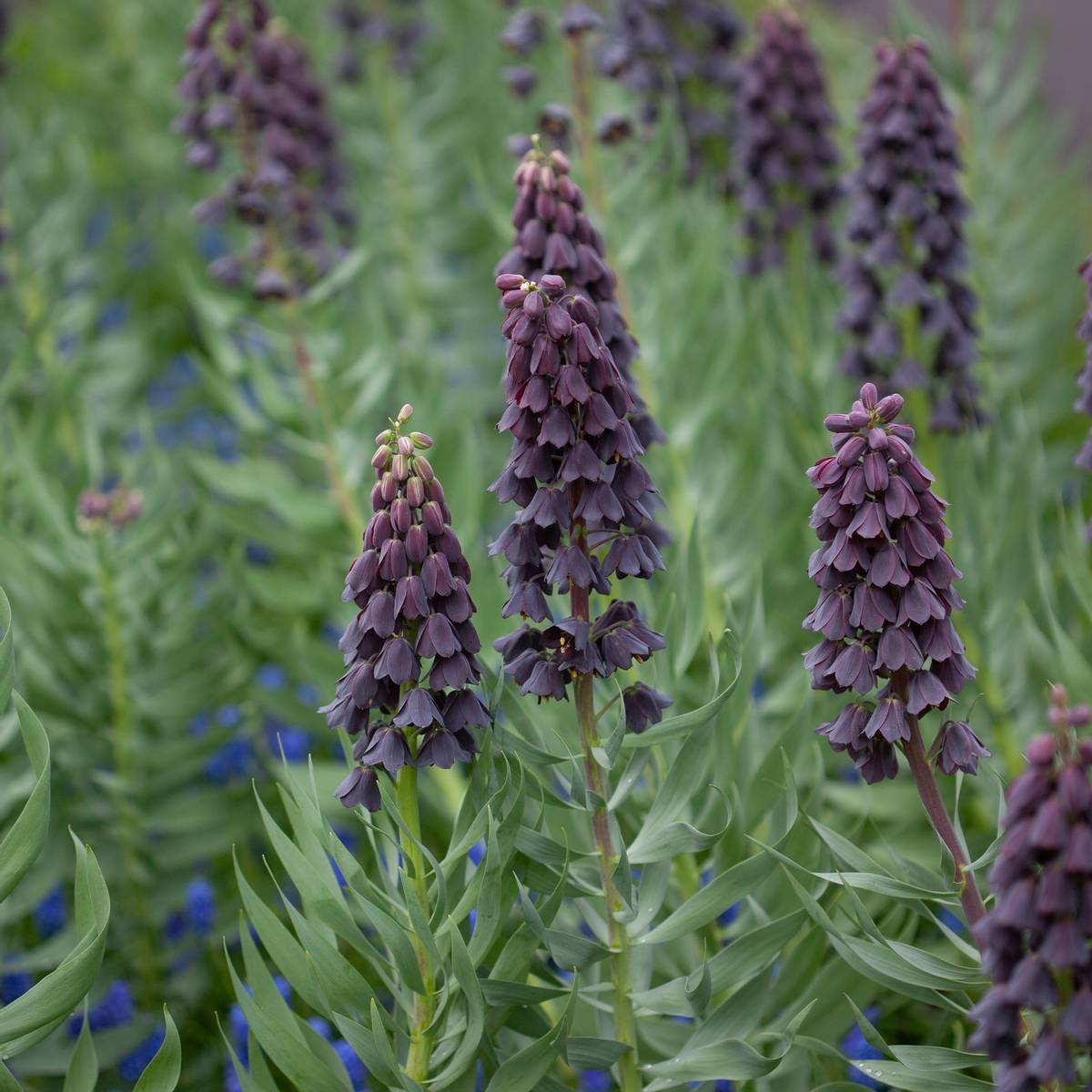 Persiakrone - Fritillaria persica - 1 stk