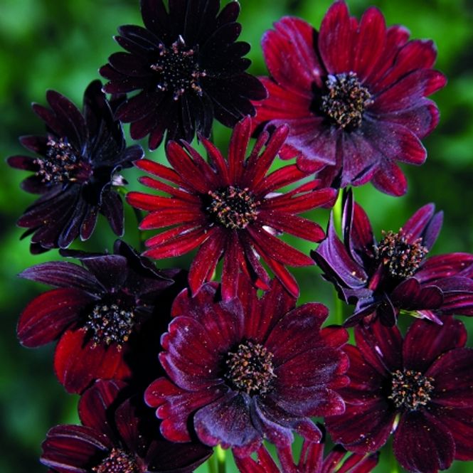 Hovedbilde Sjokoladekosmos 'Black Magic' - Cosmos atrosanguineus