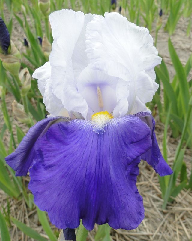 Hageiris 'Arpege' - Iris germanica