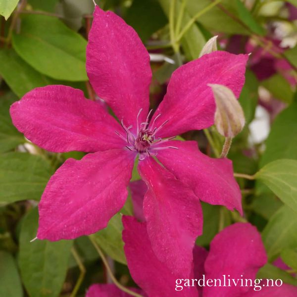 Hovedbilde Klematis 'Rüütel' - Clematis